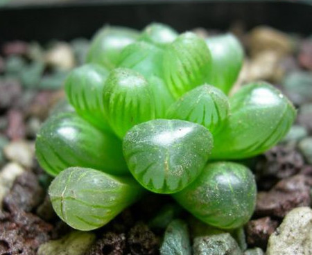 水晶掌和玉露的区别在哪