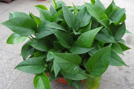 绿萝叶子都剪掉了还能发芽吗