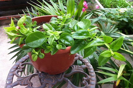 建兰什么时候开花