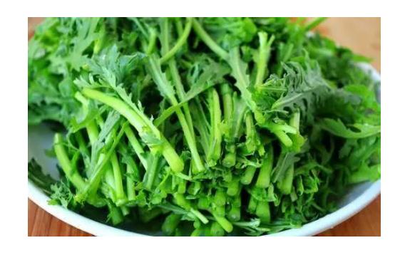 茼蒿会不会开花