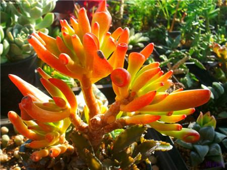 筒叶花月老桩盆景怎么养护(筒叶花月老桩图片)