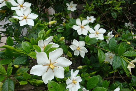 栀子花功效与作用机理