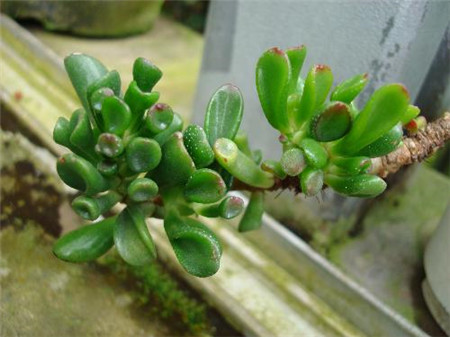 筒叶花月老桩图片