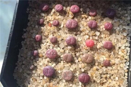 猴屁股什么颜色