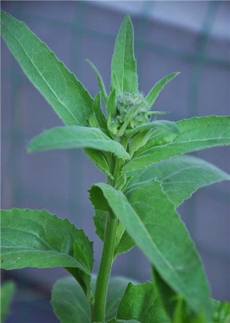 蓝香芥有什么药用价值