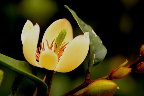 含笑花的功效与作用(含笑花的功效和作用)