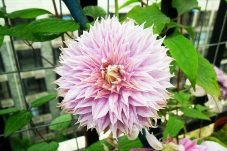 铁线莲哪个品种好养花期长