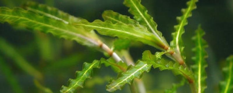 菹草的养殖方法和注意事项(菹草的种植方法)