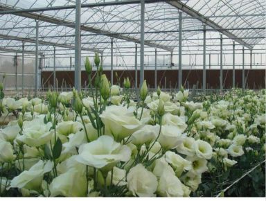 洋桔梗土壤要求