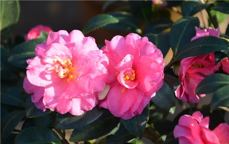 茶梅烂根最好的处理方法