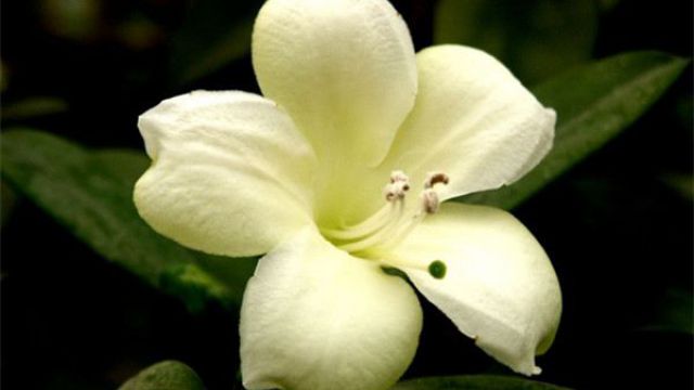 非洲茉莉有毒吗(非洲茉莉有毒性吗)