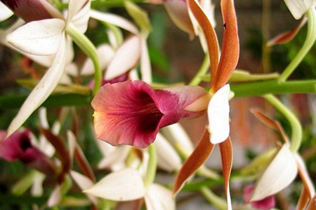 鹤顶兰多少钱一盆