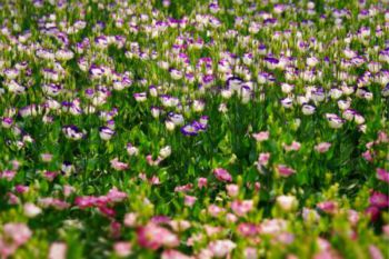 洋桔梗土壤要求