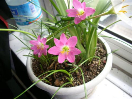 风雨兰冬季如何越冬