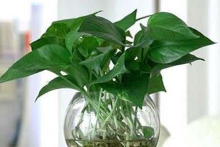 绿萝叶子都剪掉了还能发芽吗