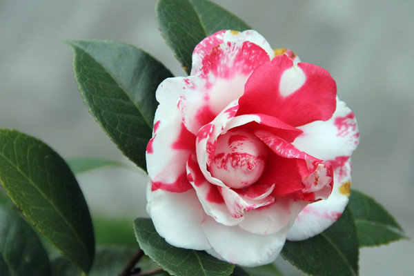 茶梅烂根是怎么回事烂根了补救处理方法(茶梅烂根最好的处理方法)