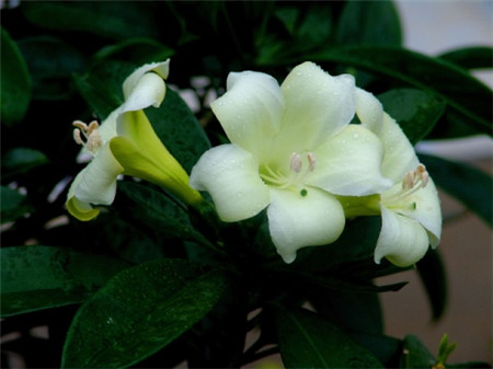 非洲茉莉有毒性吗