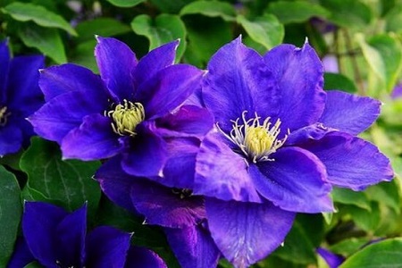 铁线莲哪个品种好养花期长