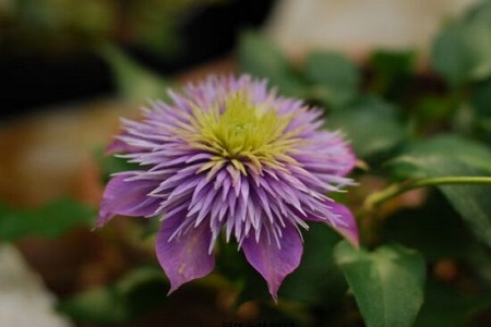 铁线莲哪个品种好养花期长