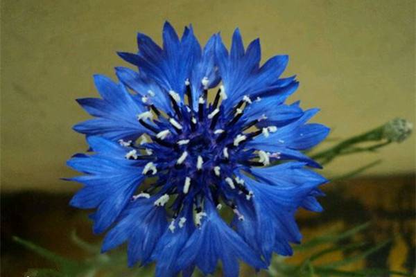 矢车菊的作用(矢车菊别名)