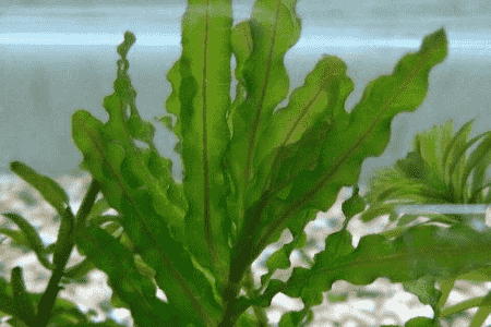 菹草的种植方法