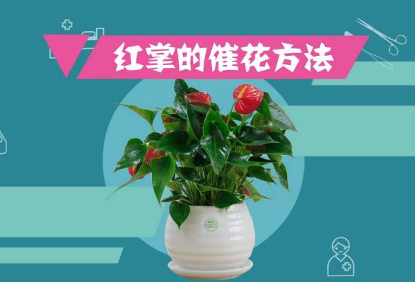 红掌的催花方法有哪些红掌的花期过后怎么办(红掌的花蔫了怎么办)