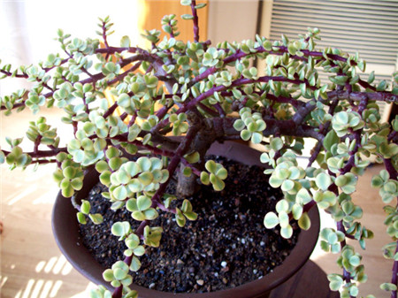 雅乐之舞怎么才能开花