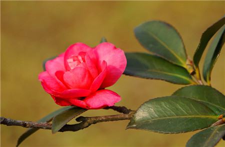 茶梅烂根最好的处理方法