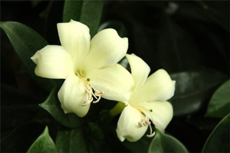 非洲茉莉有毒性吗