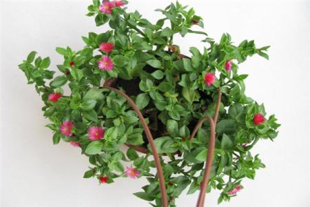 建兰什么时候开花