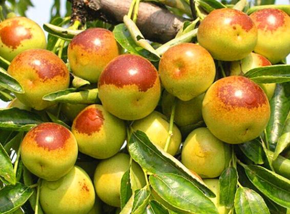 冬枣和西梅可以一起吃吗冬枣适合和什么水果吃(冬枣与西梅可以一起吃吗)