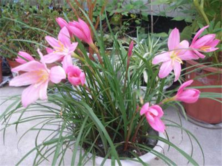 风雨兰冬季如何越冬