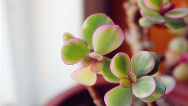 雅乐之舞怎么爆盆(雅乐之舞怎么才能开花)