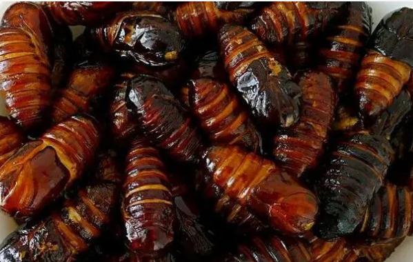 蚕蛹吃多少对身体有好处