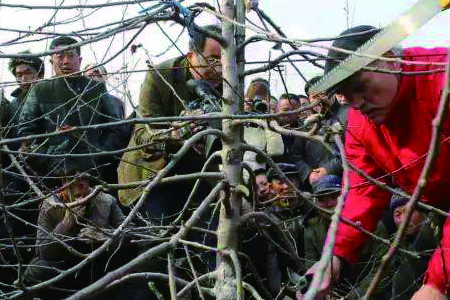 梨树修剪技术视频