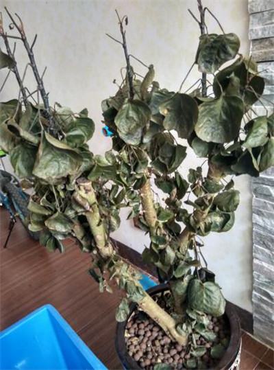 金钱兜叶子变黄脱落