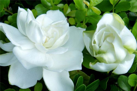 栀子花功效与作用机理