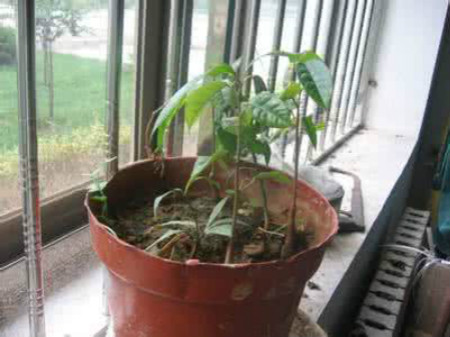 榴莲的盆栽方法如下