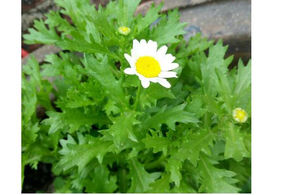 茼蒿开花了还能吃吗茼蒿吃了上火吗(茼蒿会不会开花)