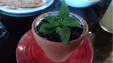 榴莲的盆栽方法如下