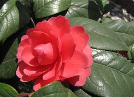 茶梅烂根最好的处理方法