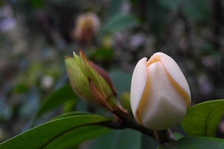 含笑花的功效和作用