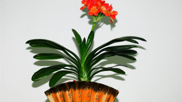 君子兰春季养护方法(君子兰春季养护注意事项)