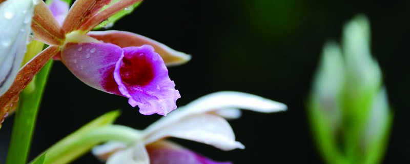 鹤顶兰怎么养(鹤顶兰多少钱一盆)