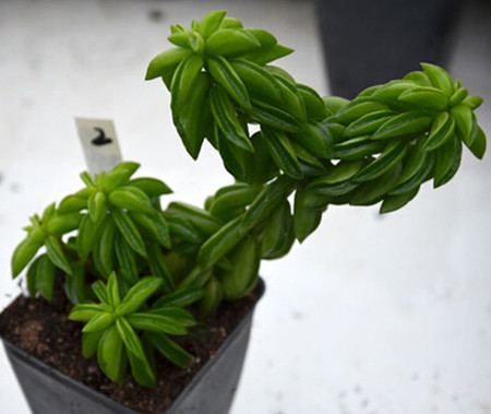 斧叶椒草夏季怎么养护视频