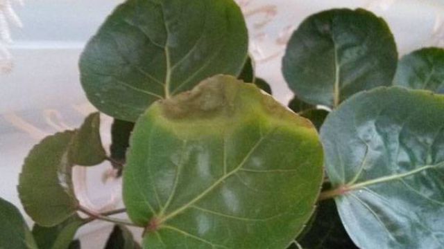 金钱兜叶子发黄怎么办黄叶枯萎的原因及补救办法(金钱兜叶子变黄脱落)