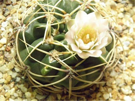 莺鸣玉的繁殖方法是什么