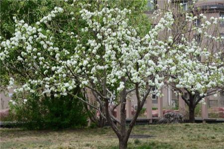 梨树修剪技术视频