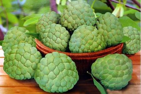 玫瑰释迦果的功效与作用