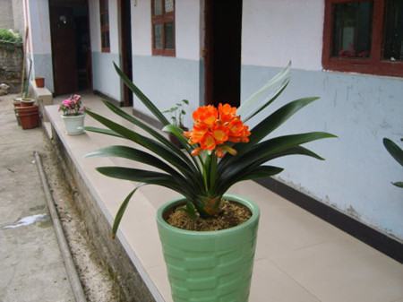 水晶掌和玉露的区别在哪